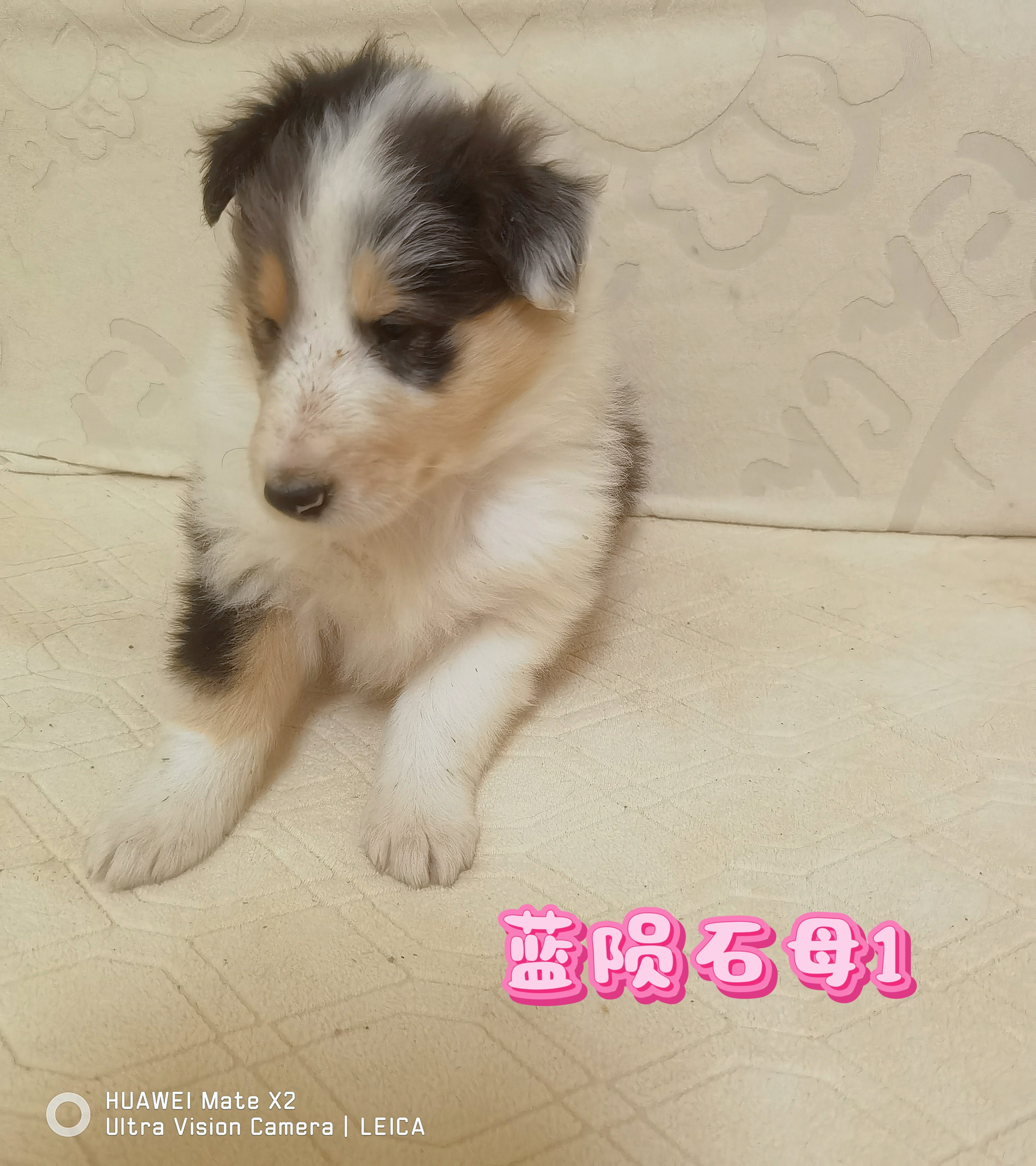 纯种美系双血统苏格兰牧羊犬